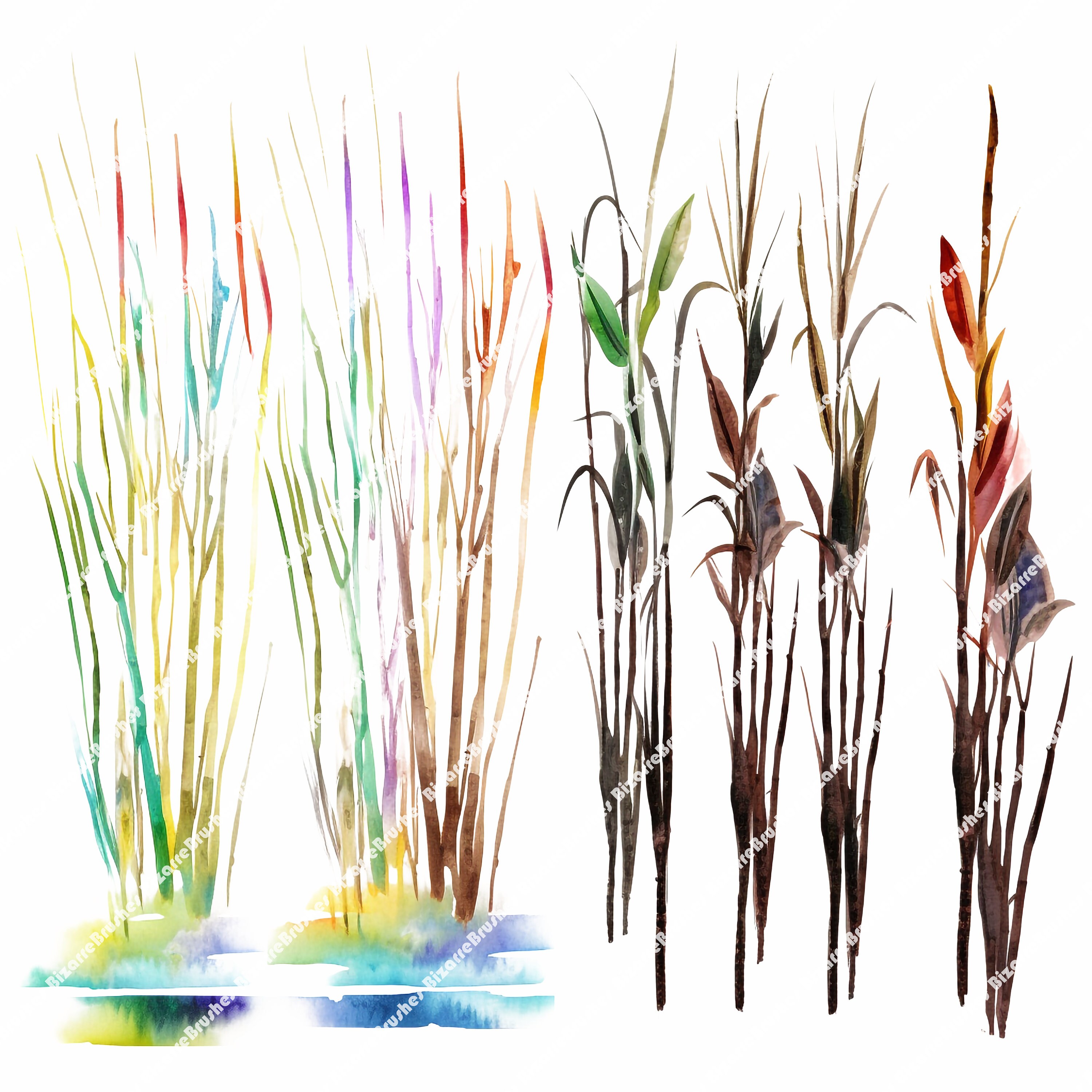 Reeds and Grass Watercolor PNG Clipart Bundle Featuring Blades of Grass ...