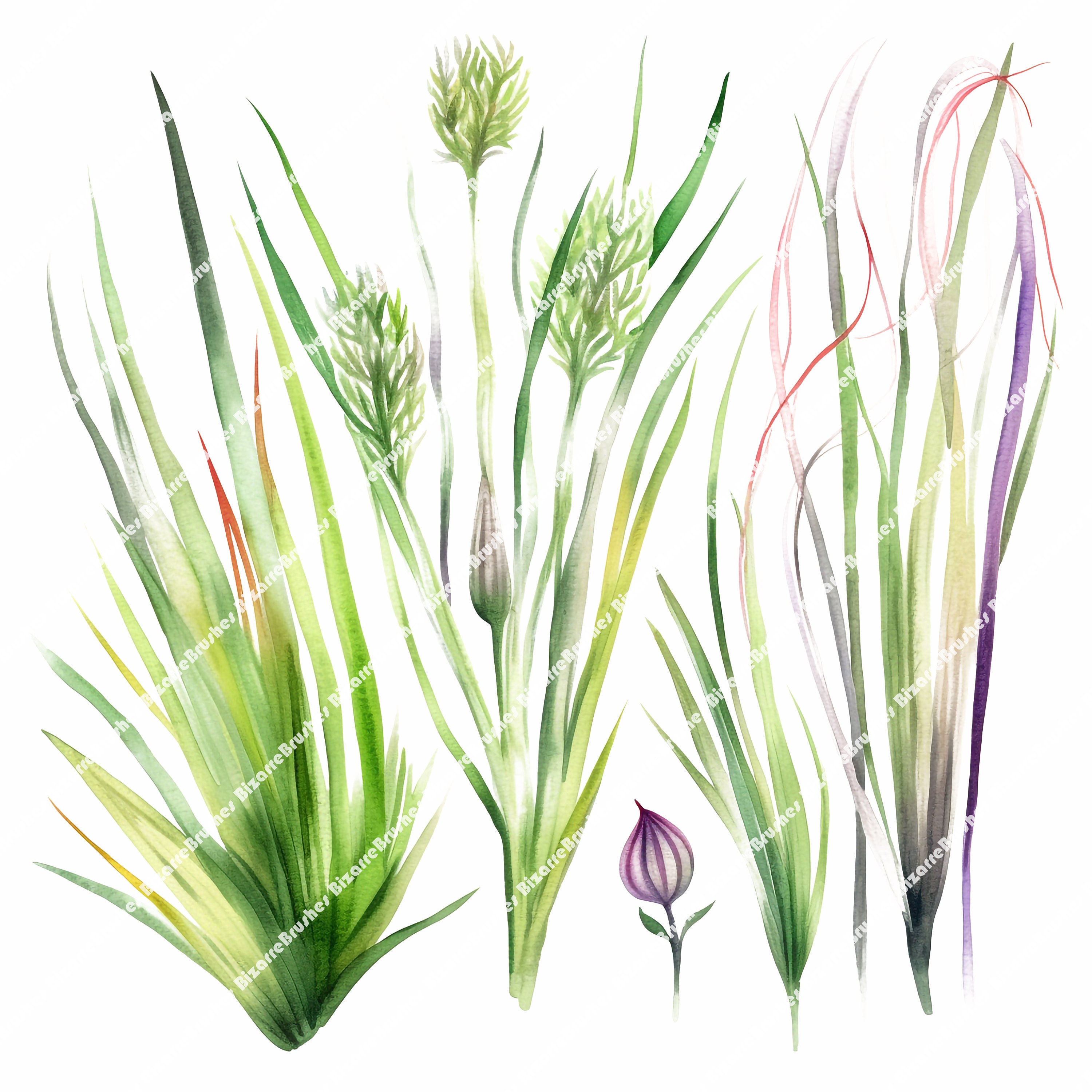 Reeds and Grass Watercolor PNG Clipart Bundle Featuring Blades of Grass ...