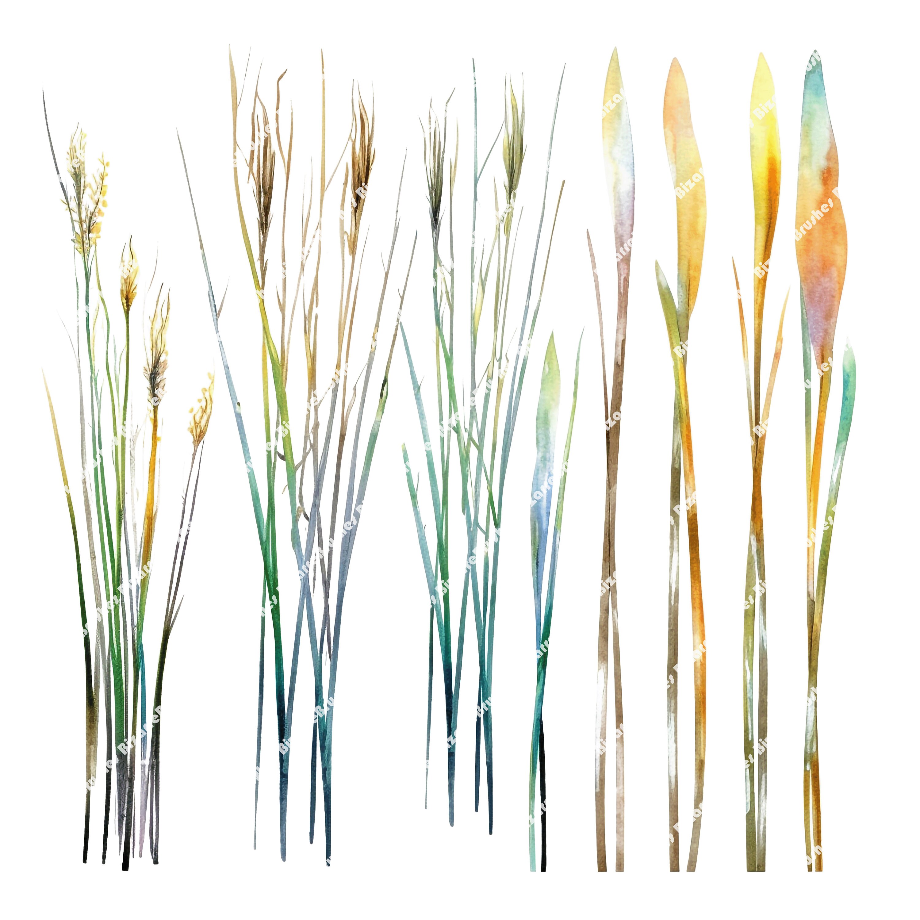 Reeds and Grass Watercolor PNG Clipart Bundle Featuring Blades of Grass ...