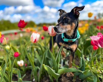 Zugstopp Hundehalsband | KOCH