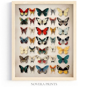 Vintage Butterfly Species Wall Art Poster – Neutral Scientific Insect Illustration Print in Soft Pastel Colors for Nature Lovers