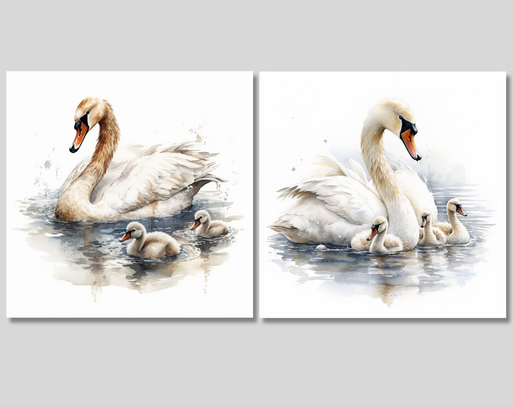 15 Watercolor Swan Illustration - Clipart - Digital Download ...
