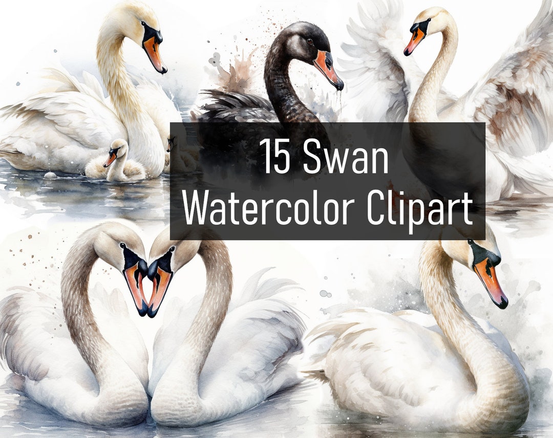15 Watercolor Swan Illustration - Clipart - Digital Download ...