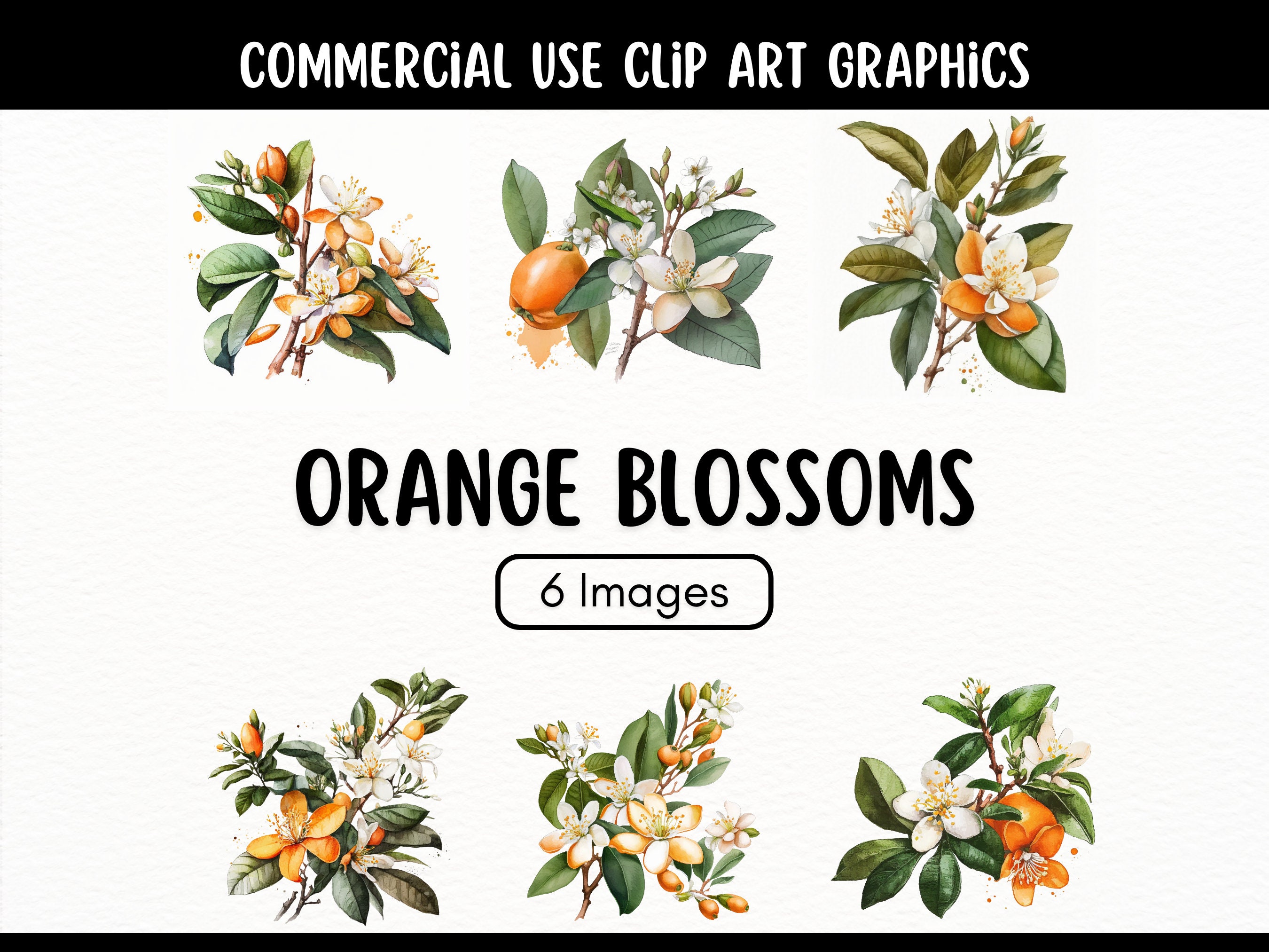Watercolor Orange Blossom Clipart Orange Blossom Flowers - Etsy