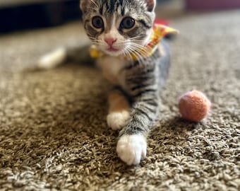 Jouet pour chaton, balle en feutre pour animal de compagnie