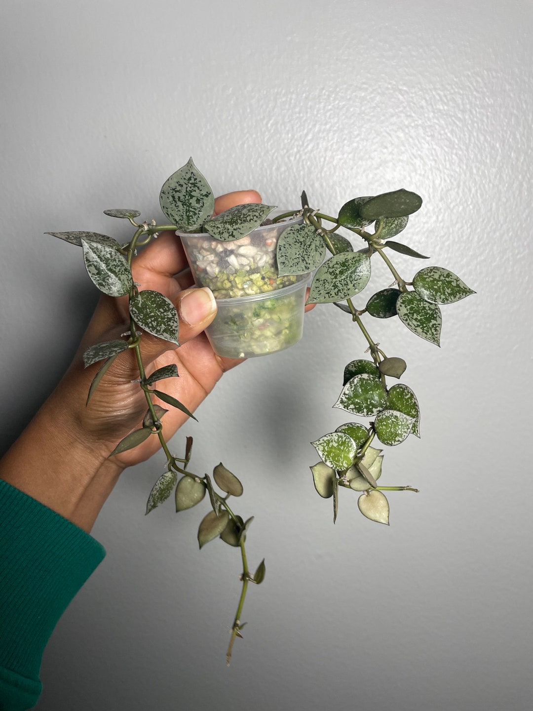 Hoya Krohniana Splash - Etsy