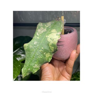 Hoya Undulata