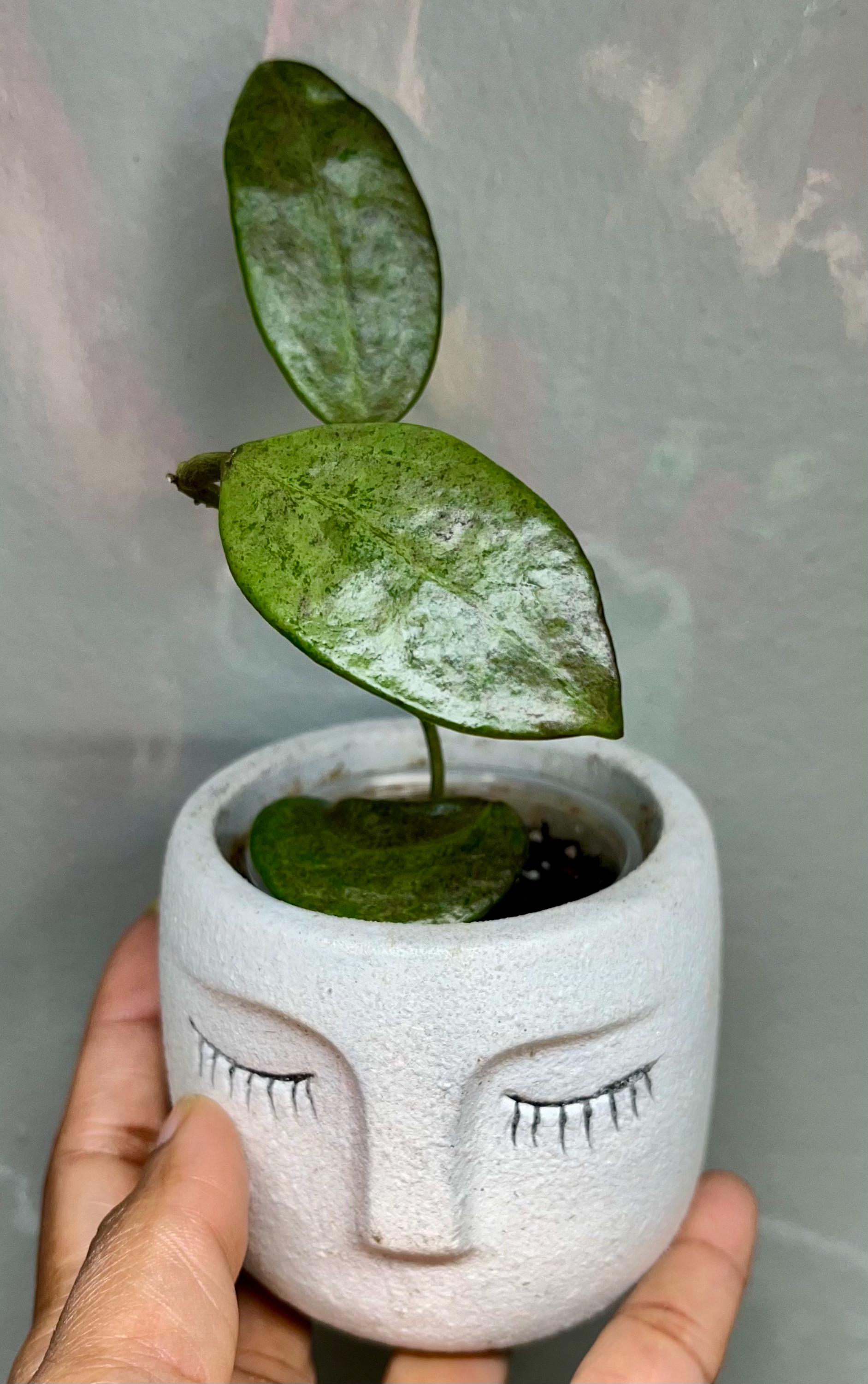 Hoya Silver Lady - Etsy