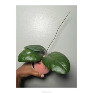 Hoya Sp Borneo