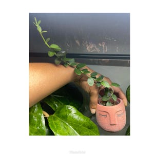 Hoya cummingiana