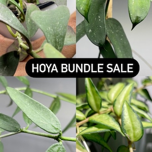 Hoya Unrooted Rare Cutting Bundle