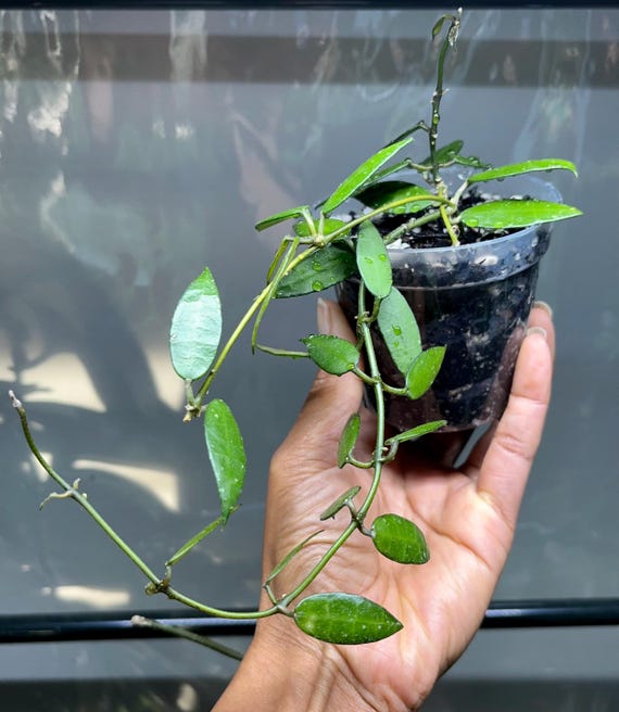 Hoya Lacunosa Khao Luang - Etsy