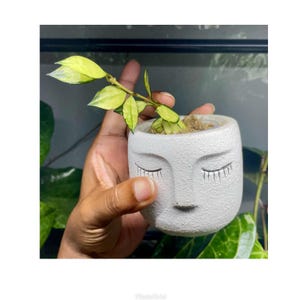 Hoya Lacunosa Variegated