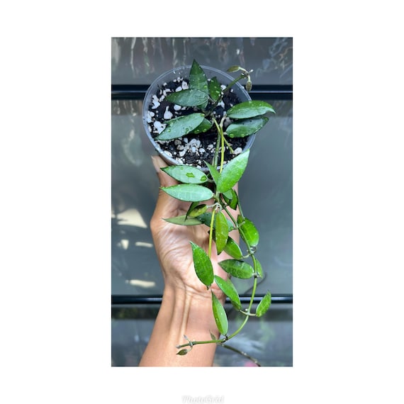 Hoya Lacunosa Khao Luang - Etsy