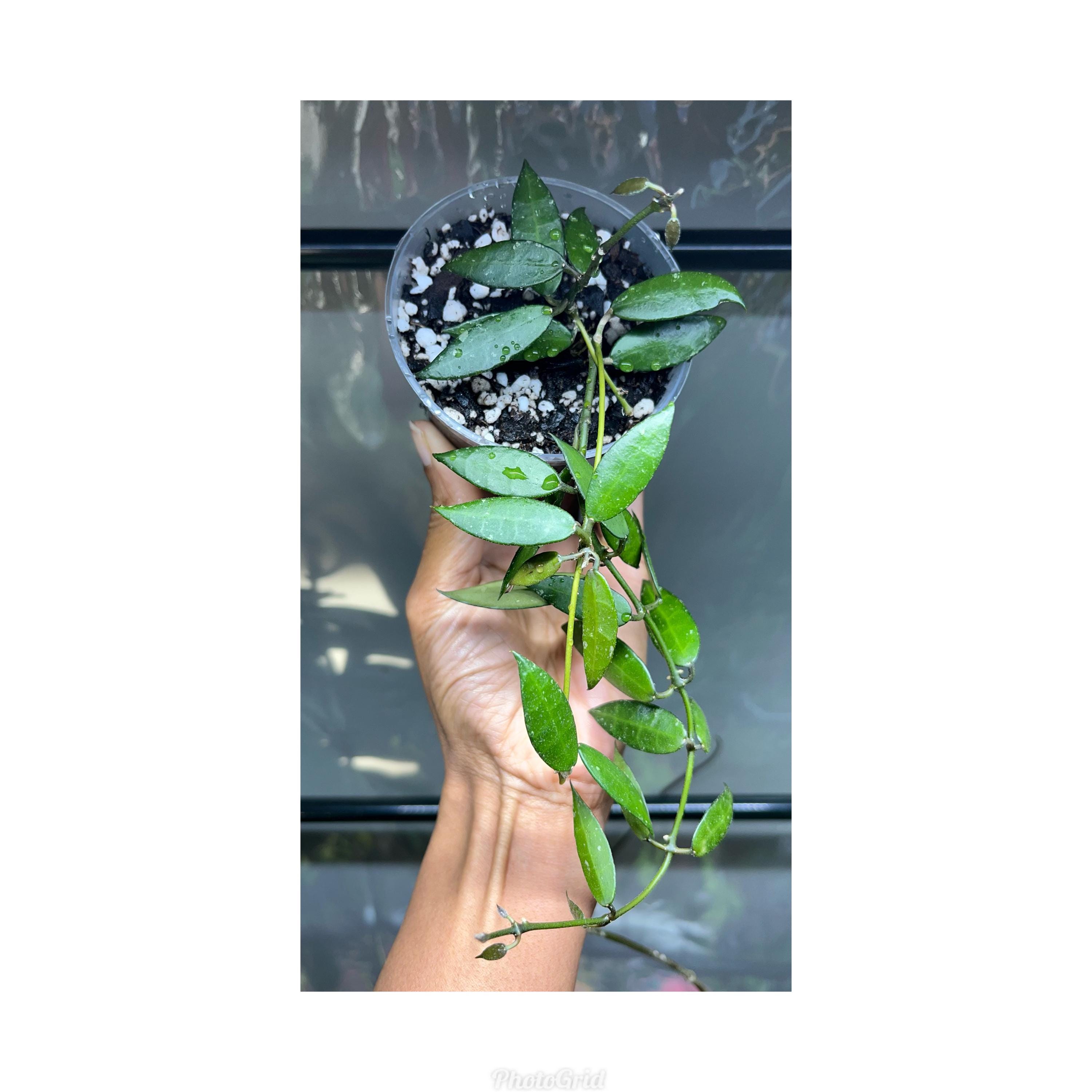 Hoya Lacunosa Khao Luang - Etsy