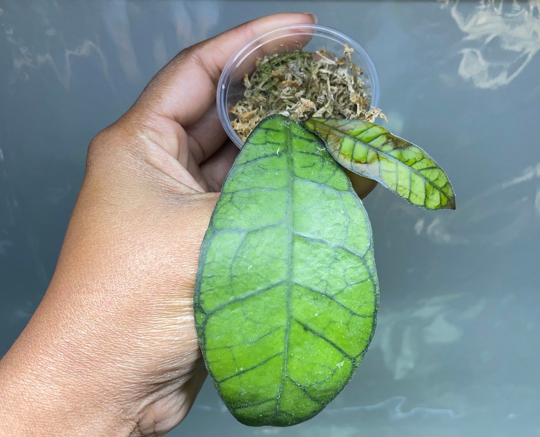 Hoya Kalimantan - Etsy