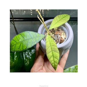 Hoya Kalimantan