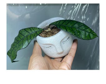 Hoya Medusa (formerly Known as 