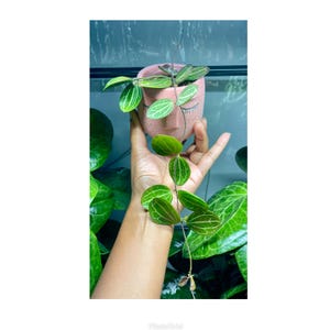 Dischidia Ovata