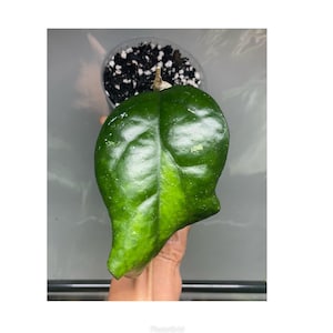 Hoya Sp Bengkulu - Etsy