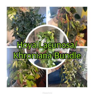 Hoya Lacunosa/Krohniana Bundle