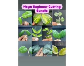 Hoya Beginner Cutting Bundle