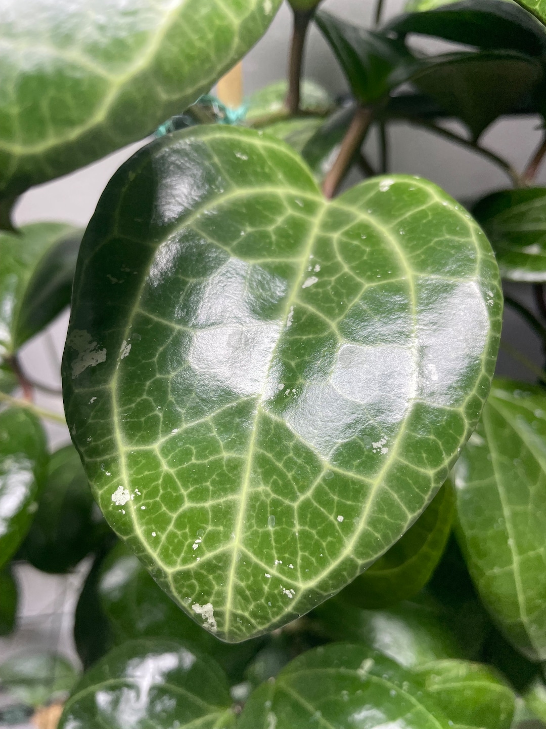 Unrooted Hoya Sarawak hoya Latifolia Cutting SPRING TRIMMING - Etsy