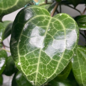 Unrooted Hoya Sarawak (Hoya Latifolia) cutting SPRING TRIMMING