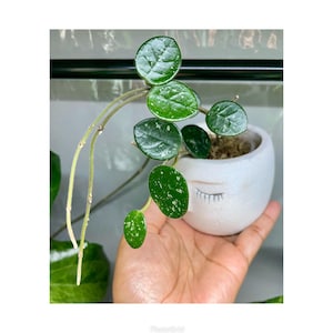Hoya Mathilde