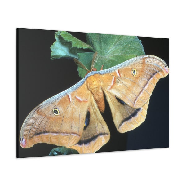 Polyphemus Moth Wings Spread Color Photo on Canvas Wall Art Decor High Quality Print