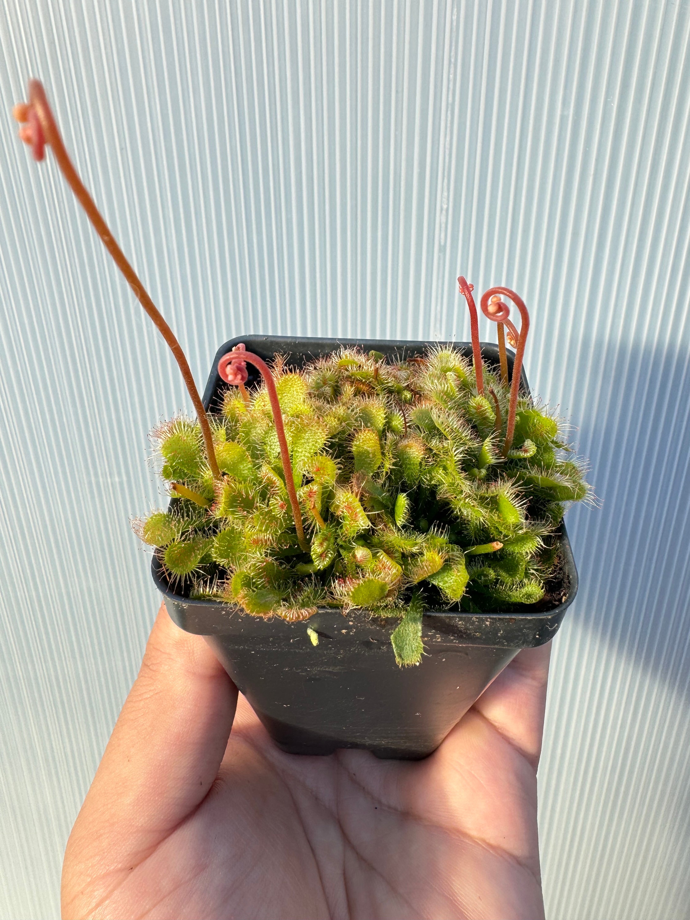 Drosera Spatulata Care | Spoon Leaved Sundew - Carnivorous Plants Guide