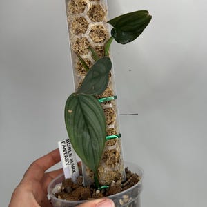 Monstera Burle Marx Fantasy 4 Inch - Etsy