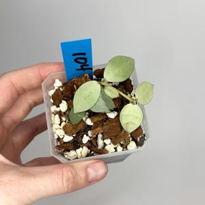Hoya Lacunosa Mint Coin 3 Inch - Etsy