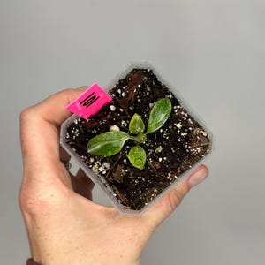 Filodendro White Princess de 7,6 cm (3 pulgadas)