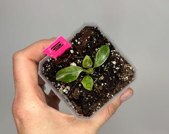 Philodendron White Princess 3 Inch