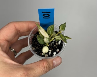 Hoya Lacunosa Variegated 2 Inch