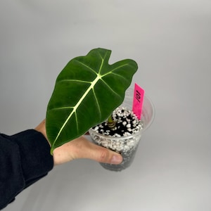 May include: A dark green Alocasia leaf with prominent white veins is held in a clear plastic cup. The cup contains soil and white pebbles. A pink tag with the number 101 is attached to the cup.