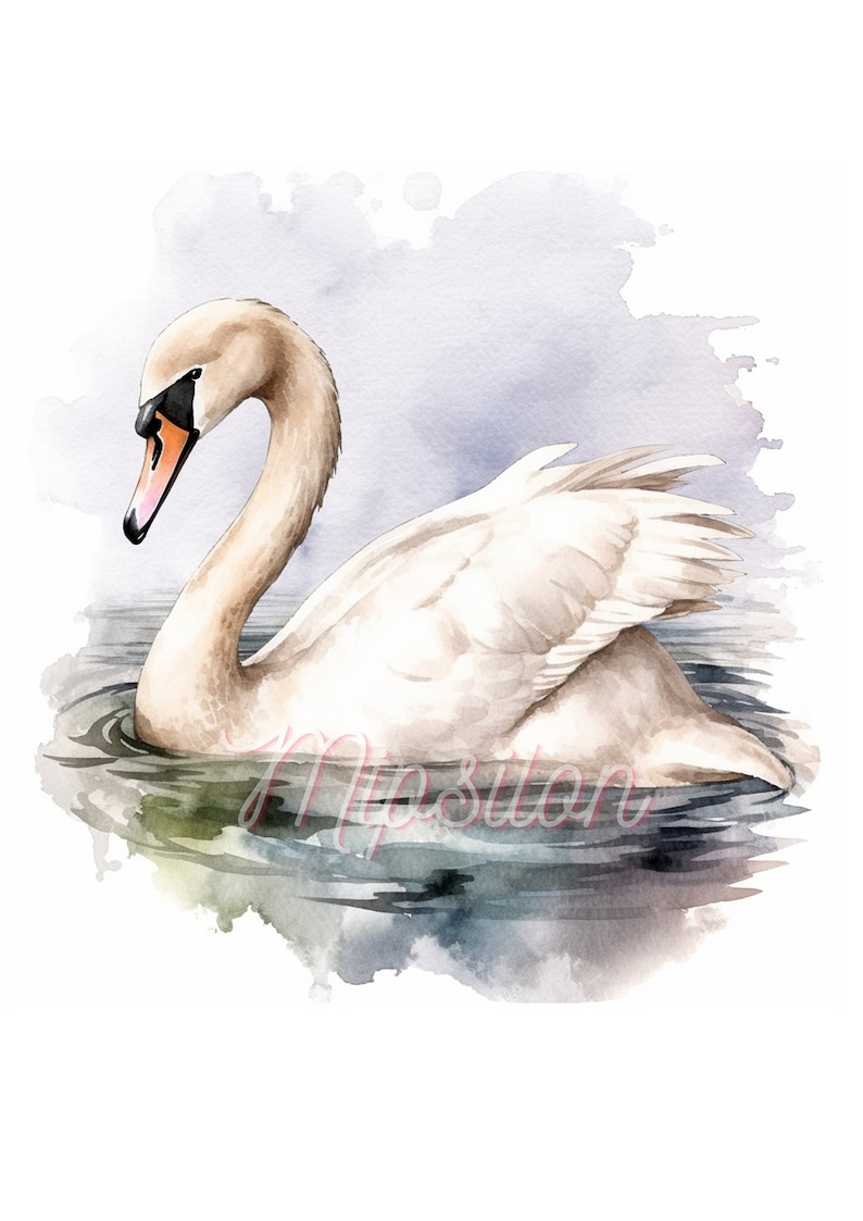 Water Color Swan Clipart, 12 High Quality Jpgs , Digital Download, Mugs ...