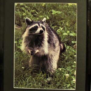 May include: A raccoon with black and white fur stands in a grassy area with green leaves and white flowers. The raccoon is looking up and has its paws raised.