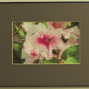 White Azalea - Azalea - Flower - White Blossum