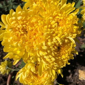 秋菊 orange Chinese chrysanthemum rooted live plant - Golden Ball