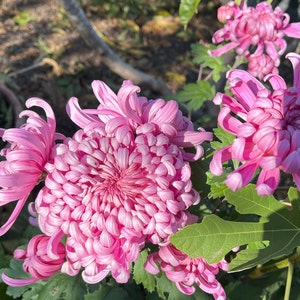 秋菊 purple Chinese chrysanthemum rooted live plant - Pink Buddha Bun