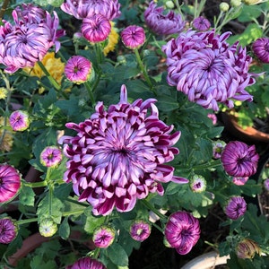 秋菊 purple Chinese chrysanthemum rooted live plant - Purple Half Ball