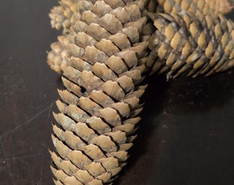 Piñas medianas (de 10 a 12 cm de largo): Piñas de abeto de Noruega de los bosques del norte de Wisconsin para manualidades.