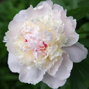 Gardenia Pfingstrose Bareroot 20er Set | 5-8 Augen duftende Cremeblüten jetzt vorbestellen - Schiffe Anfang November Rare Peony Sorte