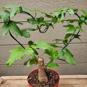 Houseplant Adenia Viridiflora Caudex Plant – Rare Succulent Vine – Exotic Collectors Plant - small