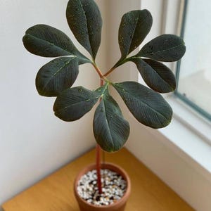 Amorphophallus - Etsy 日本