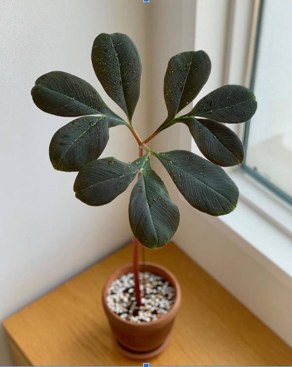 Amorphophallus - Etsy 日本