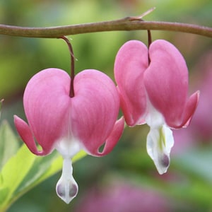 Pre-ordina la collezione di piante perenni amanti dell'ombra Astilbe, mughetto, felci, dicentra e hosta