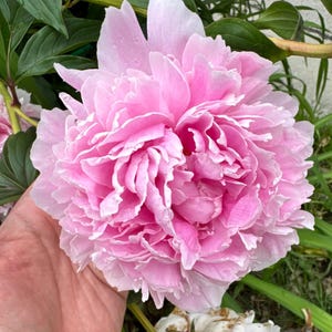 Peônia de raiz nua Sarah Bernhardt, 2-3 olhos, ótima para plantio no outono ou na primavera, pré-encomenda